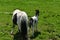 The Rearends of a Pair of Miniature Horses in a Pasture