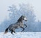 Rearing Andalusian horse on snowfield