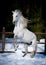 Rearing andalusian horse win winter