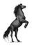 Rearing black horse sketch for equine sport design