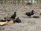 Rearing Ducks in Kwale: