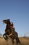 Rearing stallion and girl