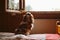 Rearview of cute curly brown and white dog Cavalier King Charles coker spaniel sitting and looking out house window