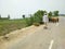 Rearview of man with his sheeps and goats on road