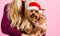 Reason love christmas with pets. Ways to have merry christmas with pets. Girl attractive blonde hold dog pet pink