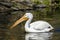 Reat white pelican,Pelecanus onocrotalus, eastern white pelican, rosy pelican or white pelican is a bird in the pelican family sum