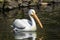 Reat white pelican,Pelecanus onocrotalus, eastern white pelican, rosy pelican or white pelican is a bird in the pelican family sum