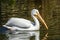 Reat white pelican,Pelecanus onocrotalus, eastern white pelican, rosy pelican or white pelican is a bird in the pelican family sum