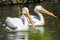 Reat white pelican,Pelecanus onocrotalus, eastern white pelican, rosy pelican or white pelican is a bird in the pelican family sum