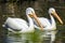 Reat white pelican,Pelecanus onocrotalus, eastern white pelican, rosy pelican or white pelican is a bird in the pelican family sum