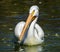 Reat white pelican,Pelecanus onocrotalus, eastern white pelican, rosy pelican or white pelican is a bird in the pelican family sum