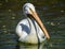 Reat white pelican,Pelecanus onocrotalus, eastern white pelican, rosy pelican or white pelican is a bird in the pelican family sum