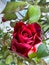 Reb Baccara rose,thornless plant,