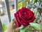 Reb Baccara rose,thornless plant,