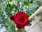 Reb Baccara rose,thornless plant,