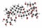 Rebaudioside A molecule. One of the main steviol glycosides found in stevia plants, used as sweetener. Atoms are represented as