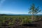 Rebirth of a forest on the volcanic landscape around Tolbachik Volcano