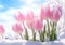 Rebirth of Spring: A Vibrant Display of Pink Tulips on a Snowy B