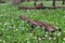 A Rebirth of White Trout Lilies