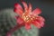 Rebutia minuscula cactus flower