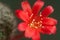 Rebutia minuscula cactus flower