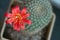 Rebutia minuscula cactus flower