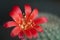 Rebutia minuscula cactus flower