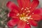 Rebutia minuscula cactus flower close up