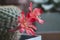 Rebutia minuscula cactus flower close up