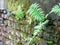 Recaptured by nature, common worm fern in wall slots, Dryopteris filix-mas also called common worm fern called