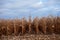 Receding rows of dry maize plants ready to harvest