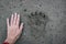 Recent footprint of a brown bear in comparison with a woman`s hand. The dangers of hiking in a wild forest