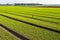 Recent sown plants in the field of a horticultural farm