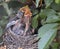 Recently born American robins waiting to be fed by their mother