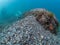 Recently excavated spoil from the villa protiro. Underwater arch