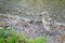 Recently fledged seagull chick walking and exploring on the ground