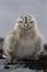 Recently hatchling Dominican gulls on the Antarctic island