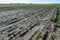 Recently planted celery seedlings in rows