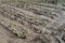 Recently planted celery seedlings in rows