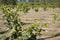 Recently Planted Hazelnut Filbert Orchard