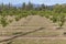 Recently Planted Hazelnut Filbert Orchard