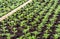 Recently planted small chrysanthemum cuttings