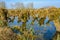 Recently pruned irregularly shaped willow trees in the water