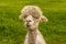 An recently sheared, apricot coloured Alpaca in Charnwood Forest, UK on a spring day