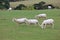 Recently sheared sheeps on a meadow