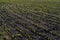 Recently sown corn field in Firmat, Santa Fe, Argentina