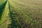 Recently sown young fresh green blades of grass in long rows growing in crumbled earth. Beside the field is a dried-up ditch. It