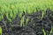 recently sprung sprouts of wheat and rye crops on a farm field, agricultural products and crops