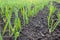 recently sprung sprouts of wheat and rye crops on a farm field, agricultural products and crops, close-up