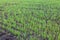 recently sprung sprouts of wheat and rye crops on a farm field, agricultural products and crops, close-up